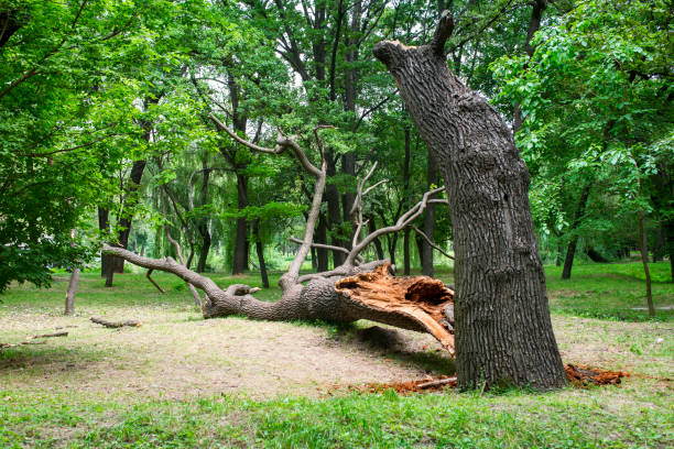 How Our Tree Care Process Works  in  Lebanon, MO